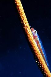 Goby on a sea whip.  Taken at Lembeh Strait, Indonesia. by Steve Kuo 